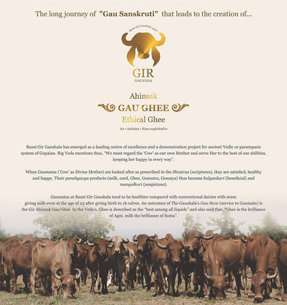 Gir Ahinsak Bilona A2 Ghee from Gir Gauveda, traditional pure breed cow ghee with rich yellow color and creamy texture.