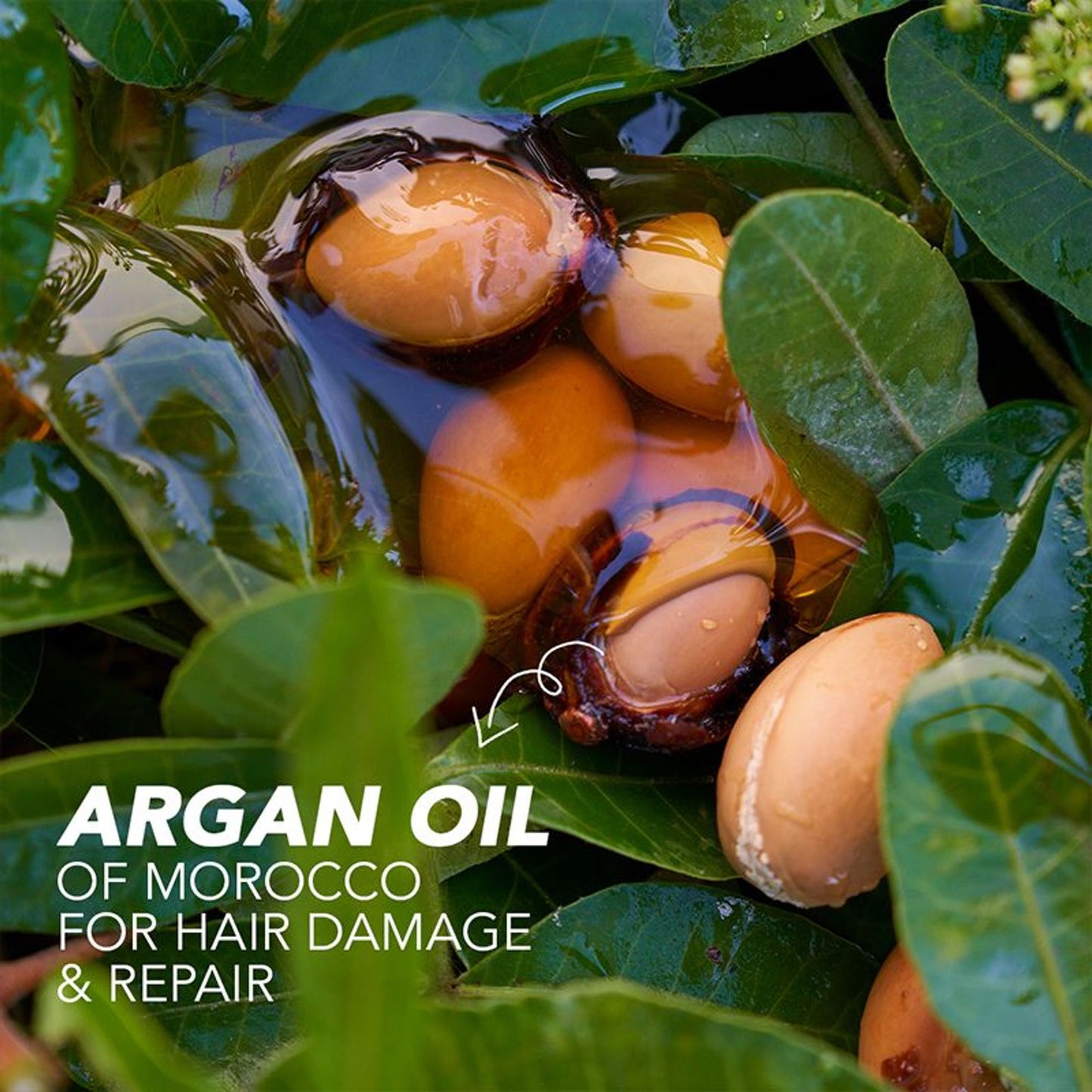 Herbal Essences Argan Oil Of Morocco Conditioner - For Frizz Free Hair - Paraben Free
