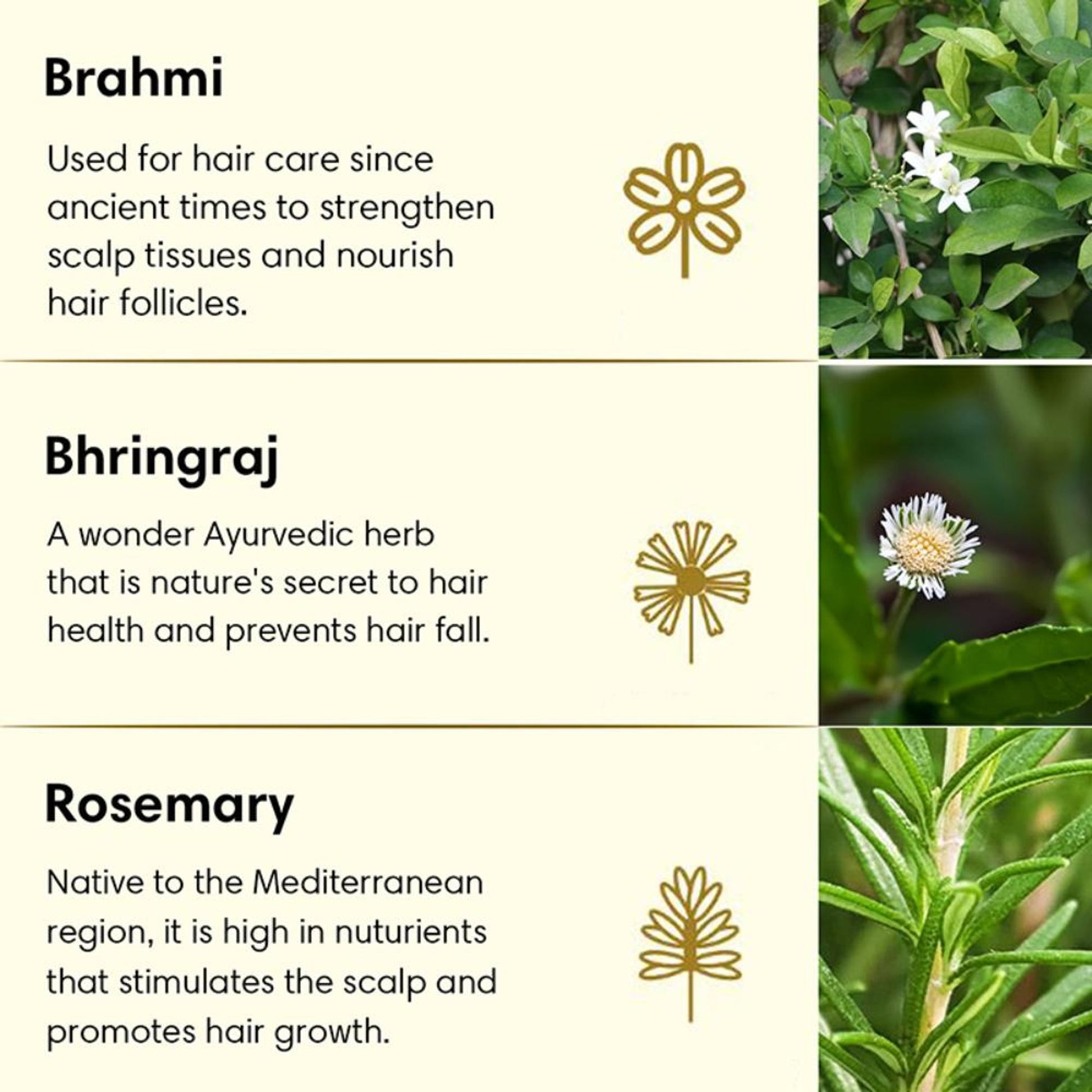 The Earth Collective Anti Hair Fall Hair Oil With Rosemary, Bhringraj & Brahmi