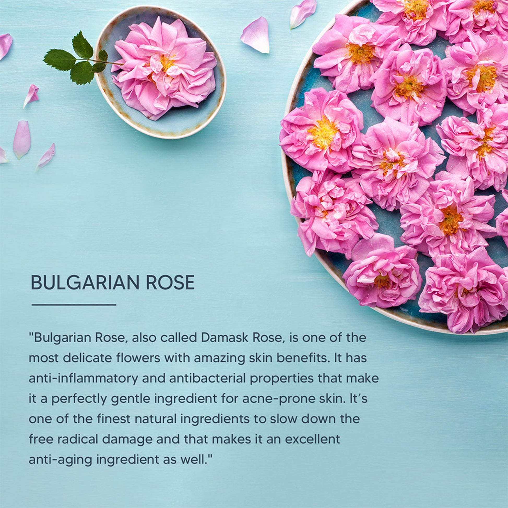 Lotus Professional DermoSpa Bulgarian Rose Skin Radiance Creme