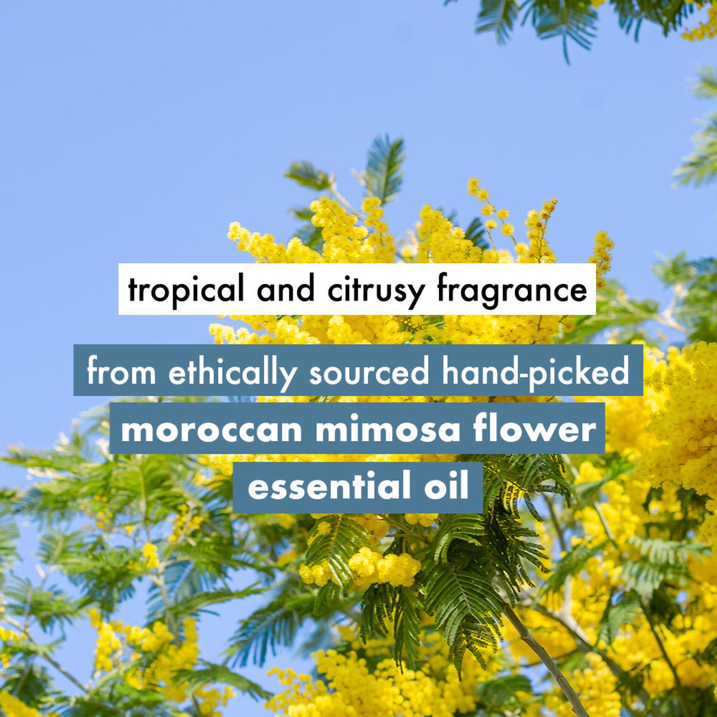 Love Beauty & Planet Coconut Water & Mimosa Flower Conditioner For Volume & Bounce