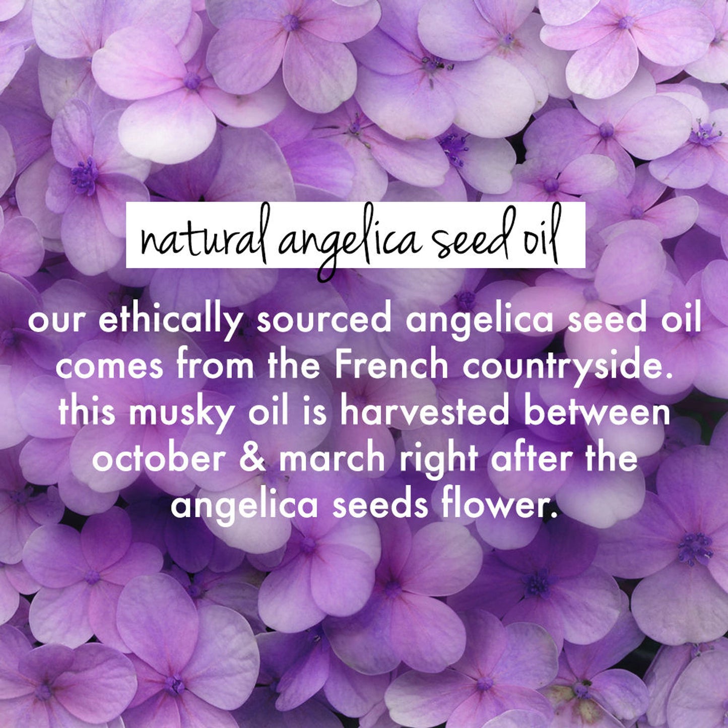Love Beauty & Planet Rice Water & Angelica Seed Oil Conditioner For Curly And Wavy Hair
