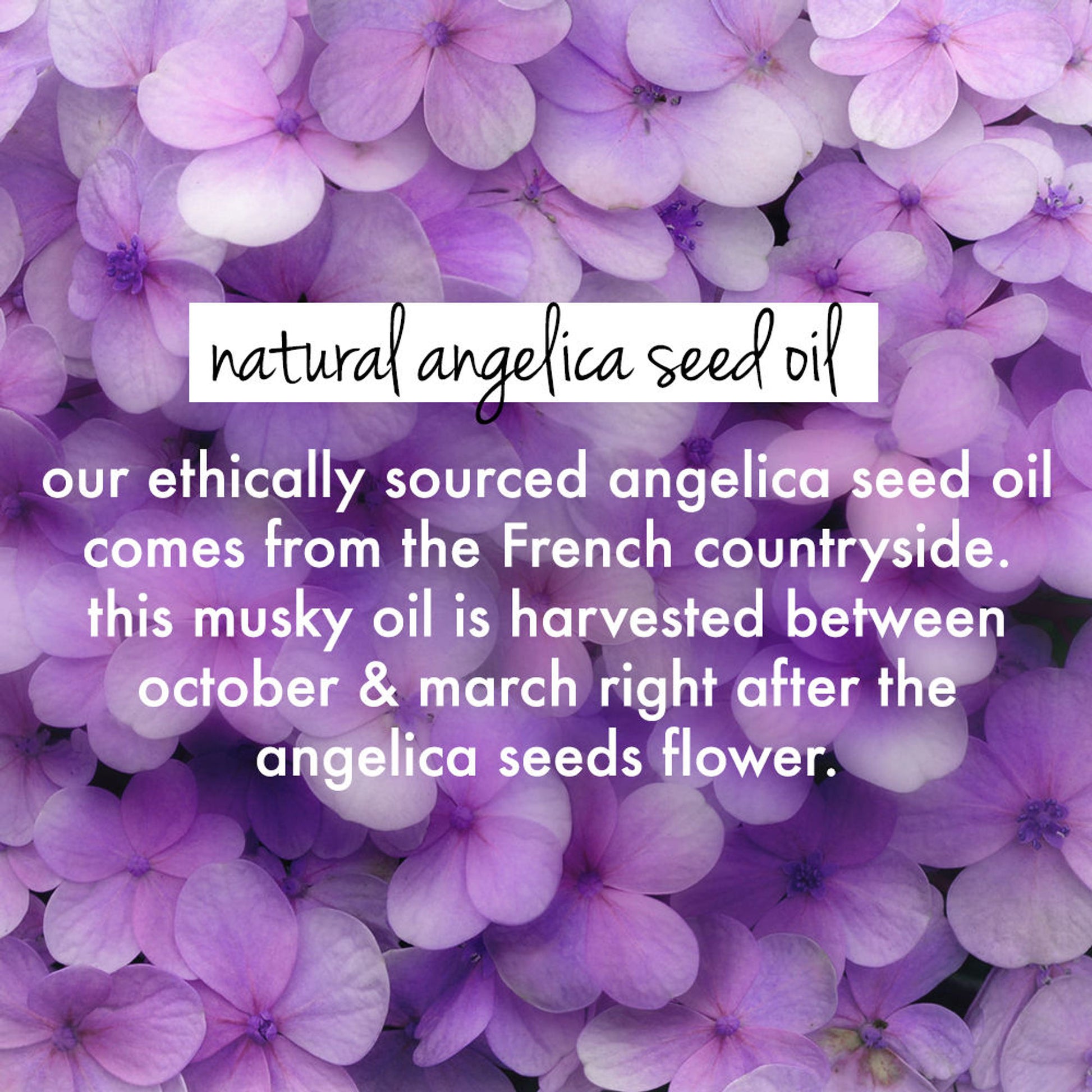 Love Beauty & Planet Rice Water & Angelica Seed Oil Leave-In Conditioner For Curly Hair