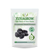 Yuvagrow Premium Dried Prunes
