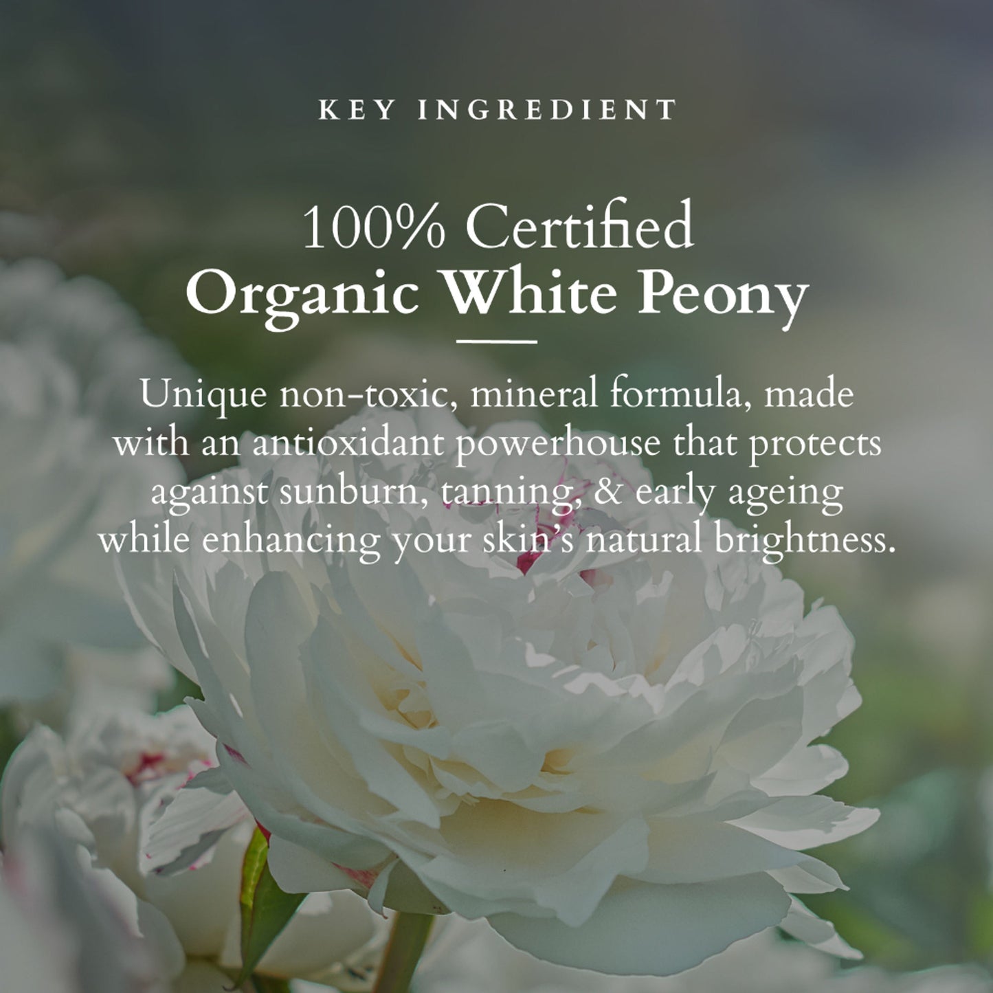 Lotus Organics Sheer Brightening Mineral Sunscreen, SPF 50, 100% Certified Organic White Peony