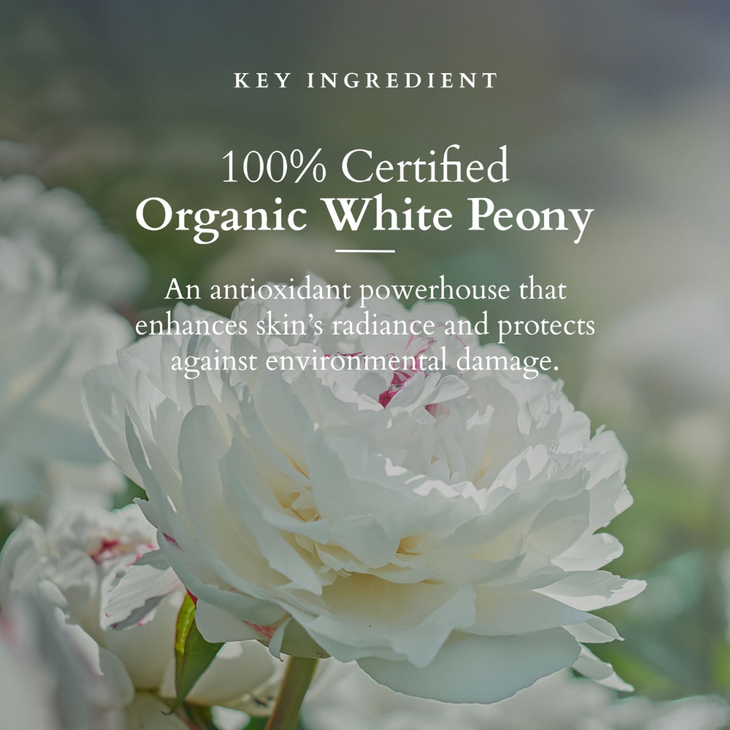 Lotus Organics + Brightening De-Tan Scrub