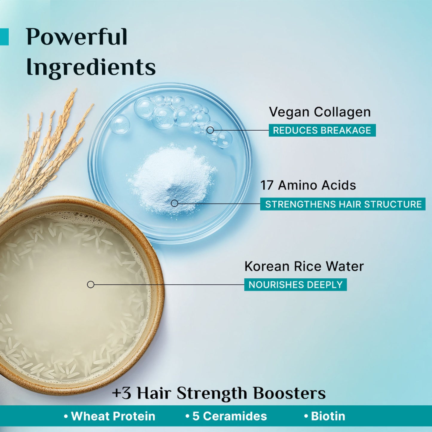 Pilgrim Korean Rice Water & Collagen Advance Damage Repair Shampoo For Dry Frizzy & Damaged Hair