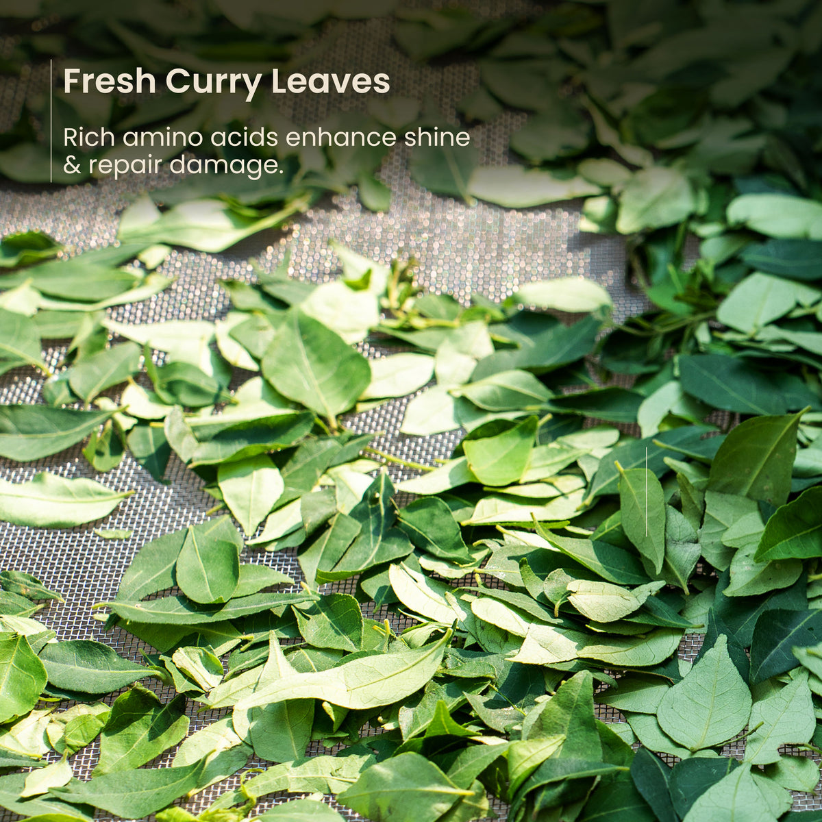 Nat Habit Curry Cider Conditioner For Soft & Shiny Hair, Sulphate Free Shampoo & Conditoner