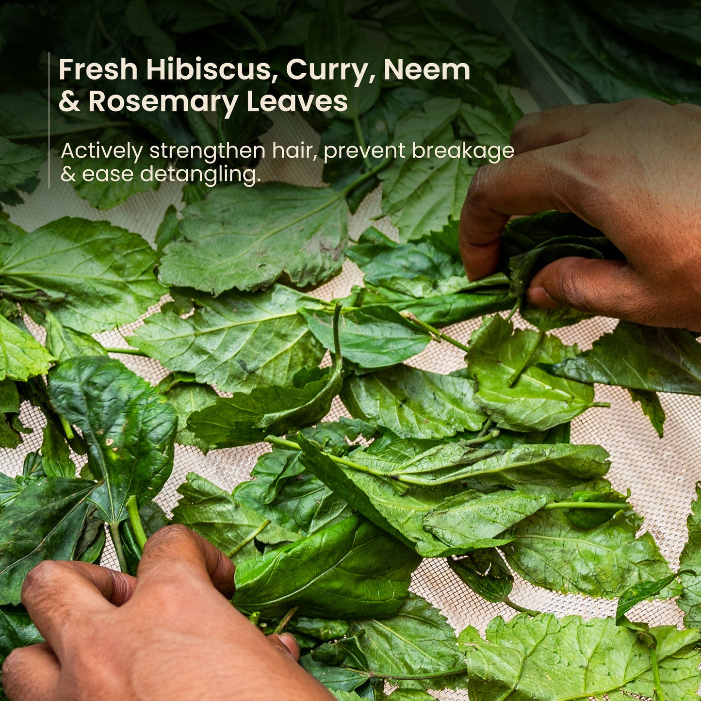 Nat Habit Trileaf Rosemary Conditioner For Hair Fall Control, Conditioner For Dry & Damaged Hair