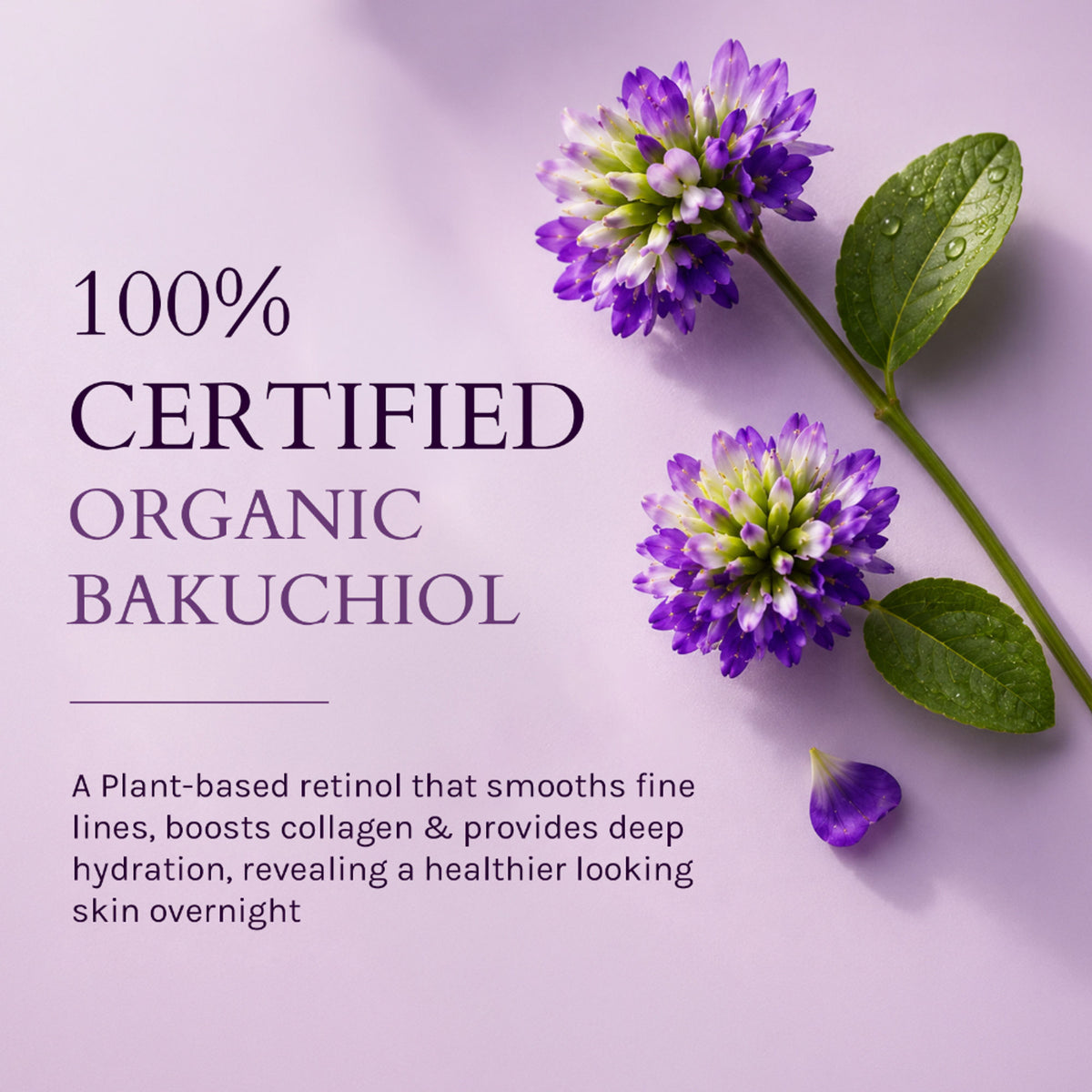Lotus Organics+ Bakuchiol Plant Retinol Recovery Night Cream