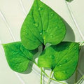 Heartleaf