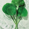 Centella