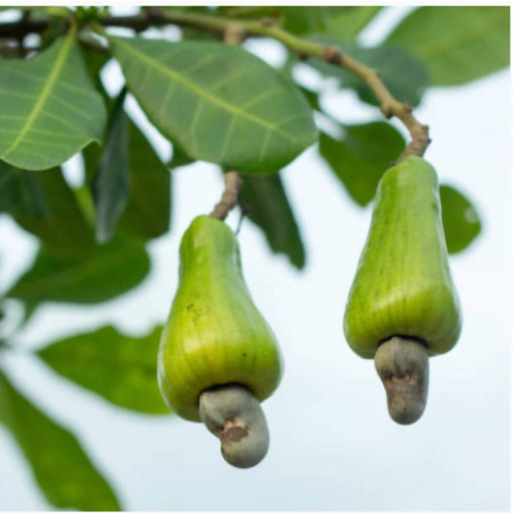 Freshon Cashew Whole W180 Big (Fresh and Premium)
