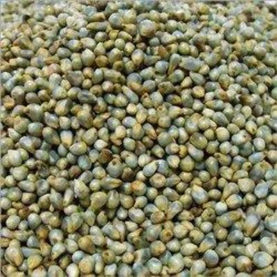 Grammy's Grammy Pearl Millet